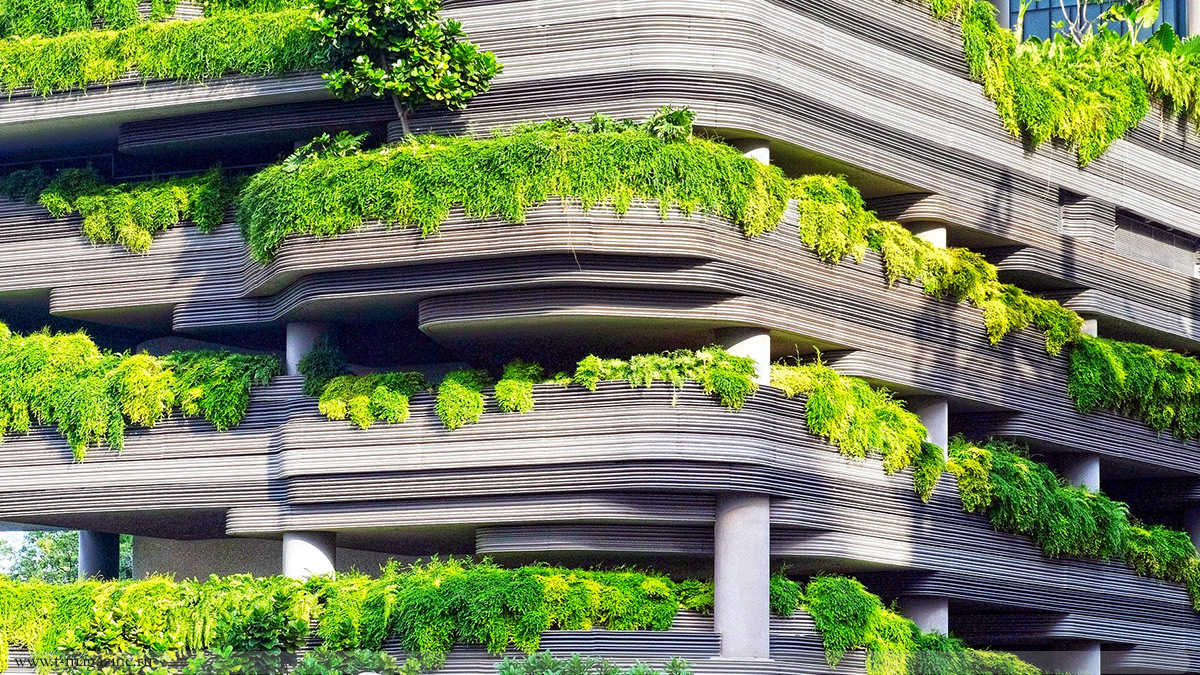 Зелёные растения на бетонном здании